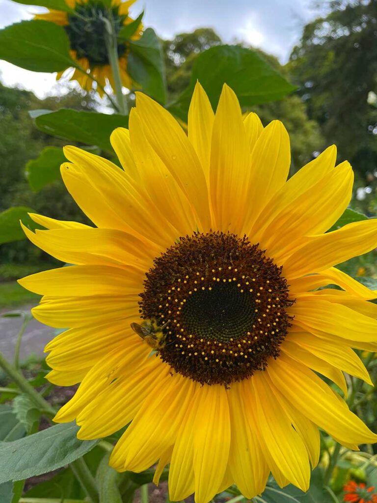A sunflower with bee