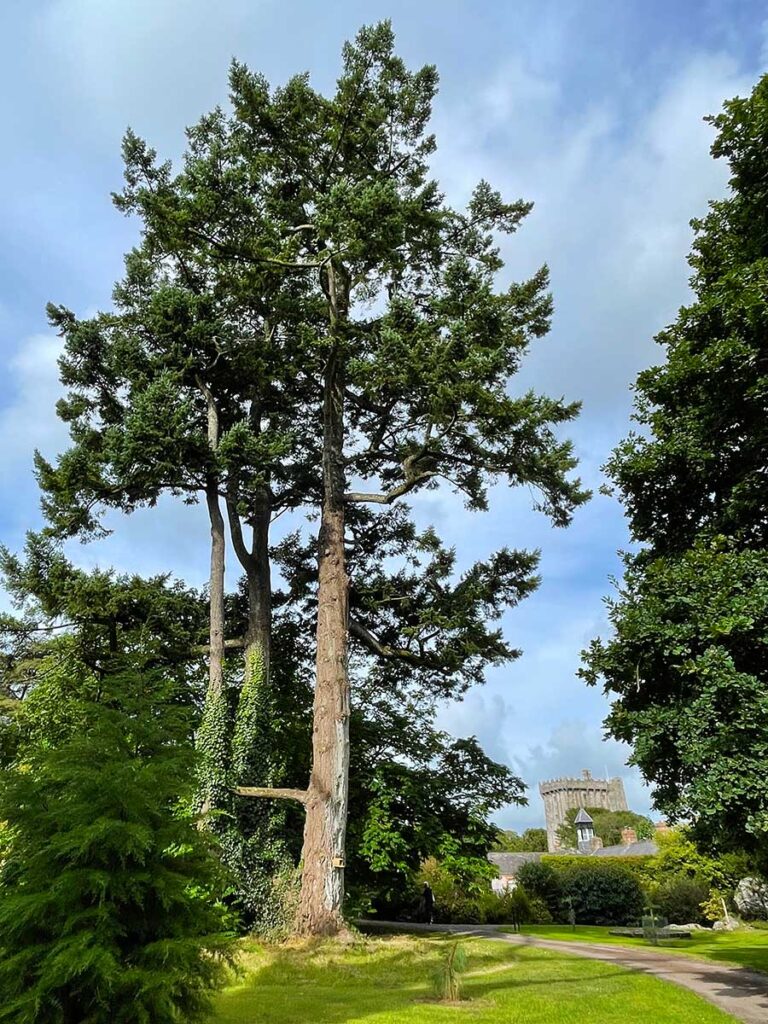 A 120-foot Wellingtonia tree planted in 1870