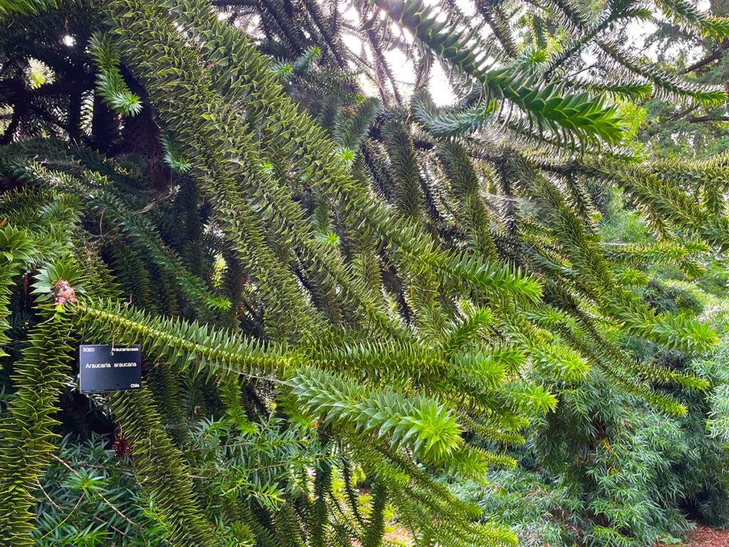 The Monkey Puzzle Tree - an Araucaria araucana