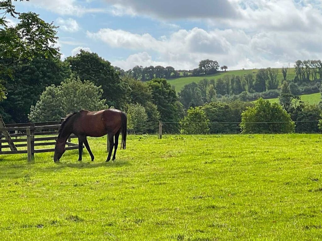 Horse in an Irish pasture